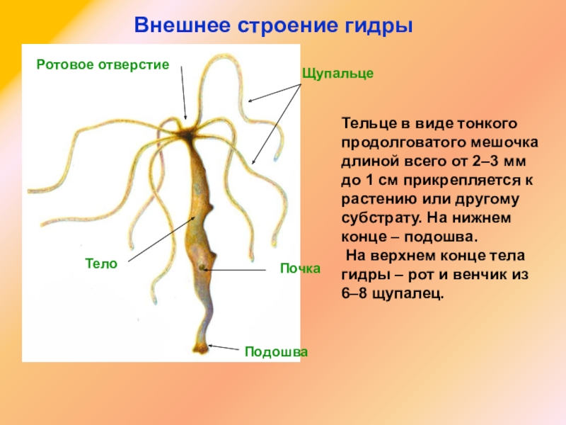 Kraken дарк магазин